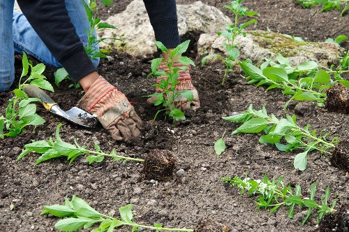 Gardening service terms and conditions introduction