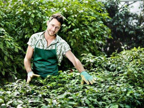 Professional gardener trimming hedges in South Tottenham
